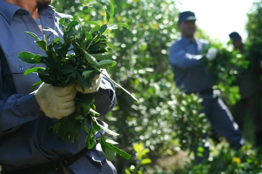 FIJARON LOS NUEVOS PRECIOS PARA LA MATERIA PRIMA DE LA YERBA MATE