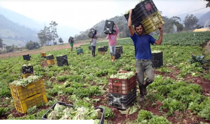 POR FUERTES LLUVIAS, PRODUCTORES DE VERDURAS PERDIERON EL 40% DE SU PRODUCCIÓN