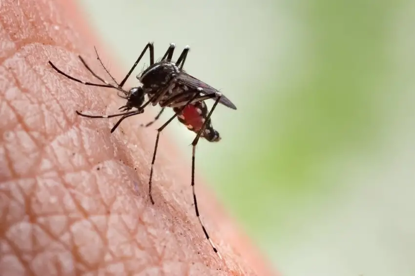 ALERTA POR EL DENGUE: SE NOTIFICARON 77 NUEVOS CASOS SOSPECHOSOS